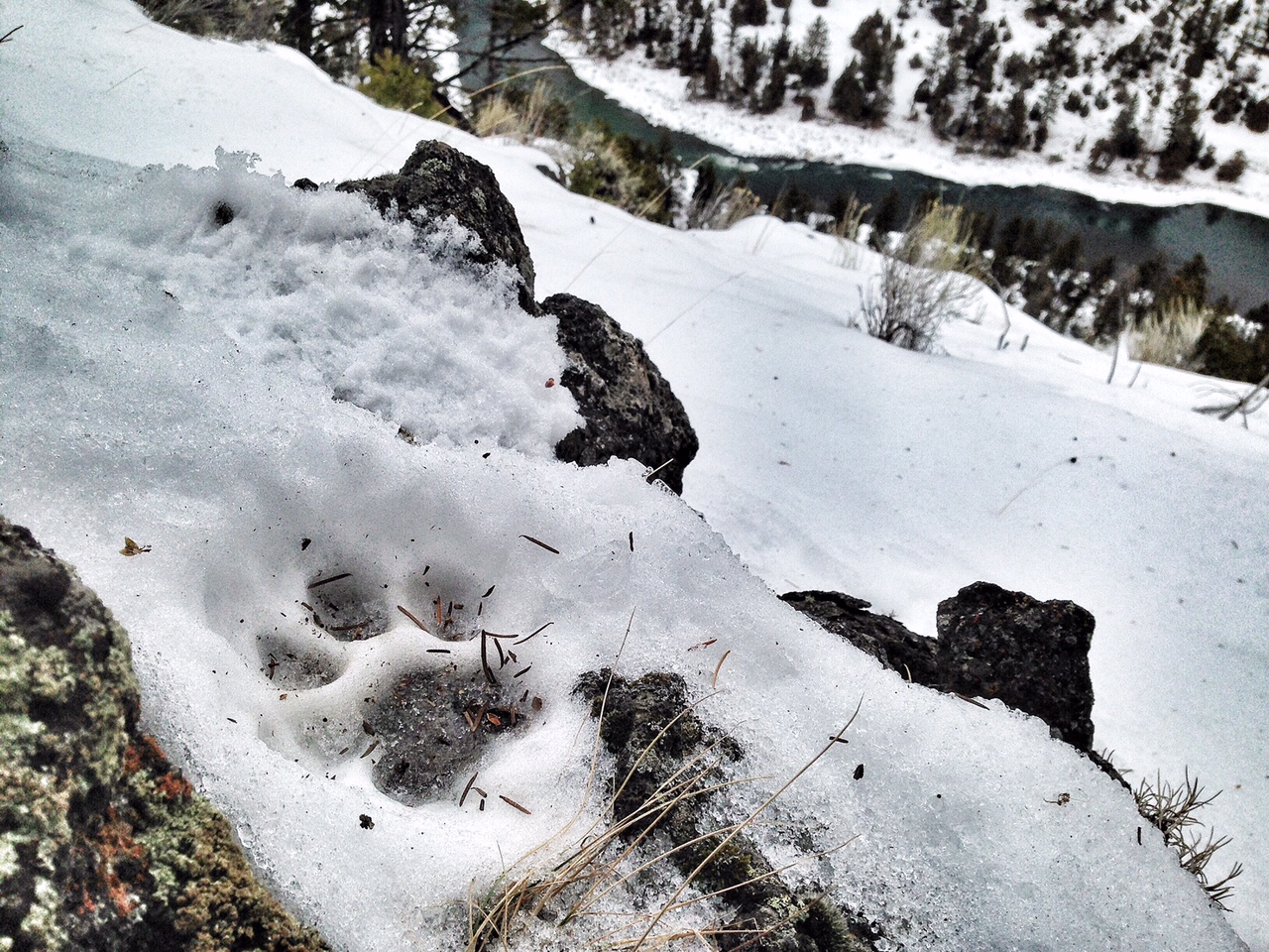 Tracking cougars in Yellowstone