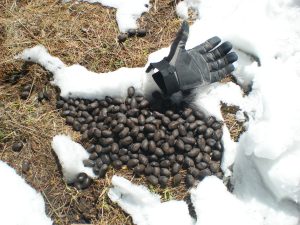 Moose poop