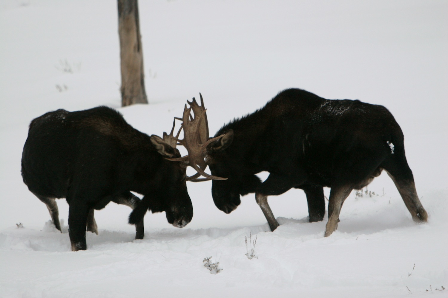 Moose Population Study – Yellowstone National Park