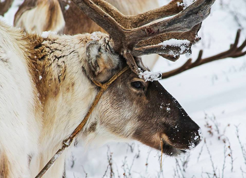 A Reindeer portrait